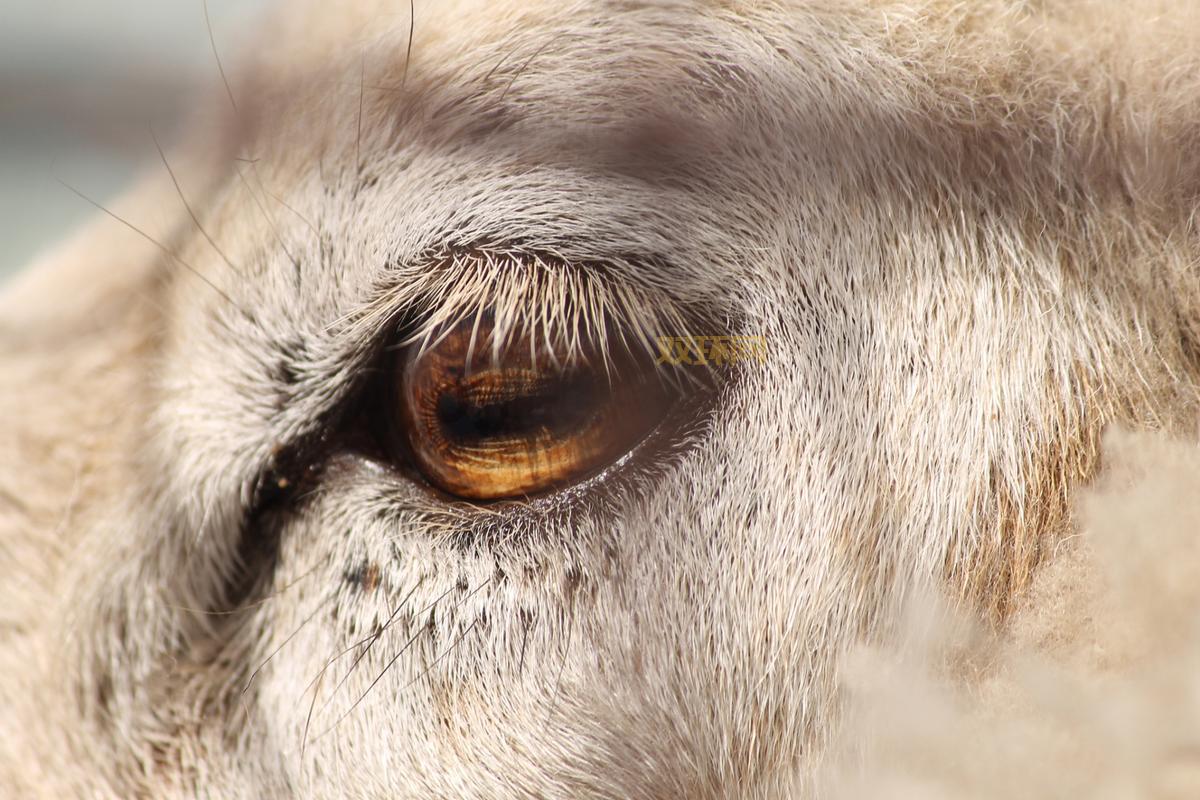 动物瞳孔长方形有什么特别作用？原来能帮助它们看得更宽广！