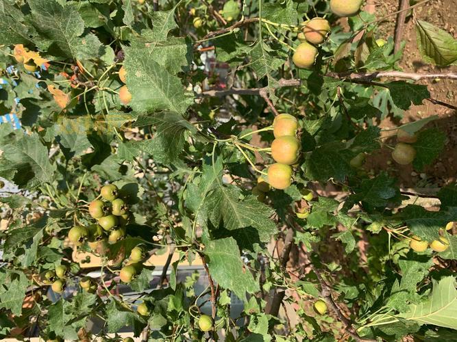 山楂岛到底好玩吗？去过的朋友都说这几点体验超棒！