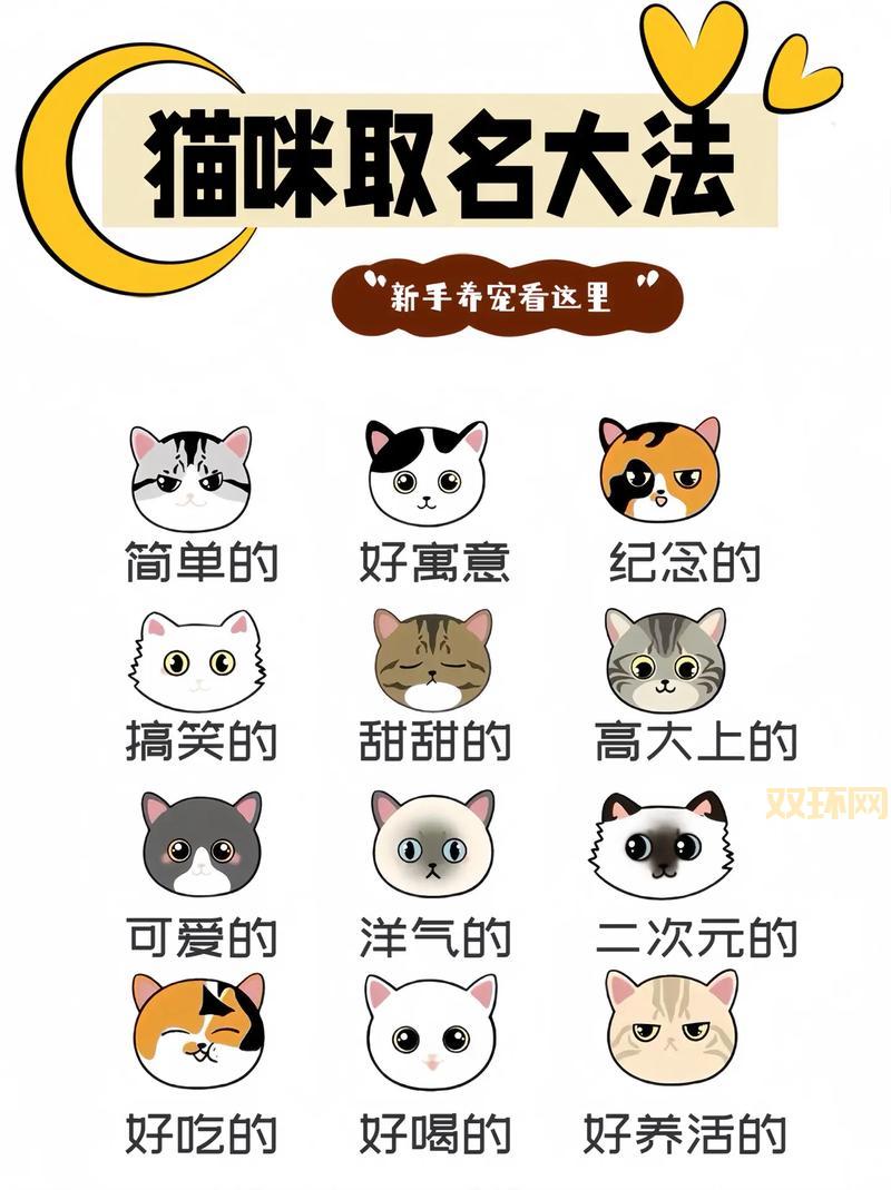 新版猫咪地域网名怎么选？这几个方向帮你找到！