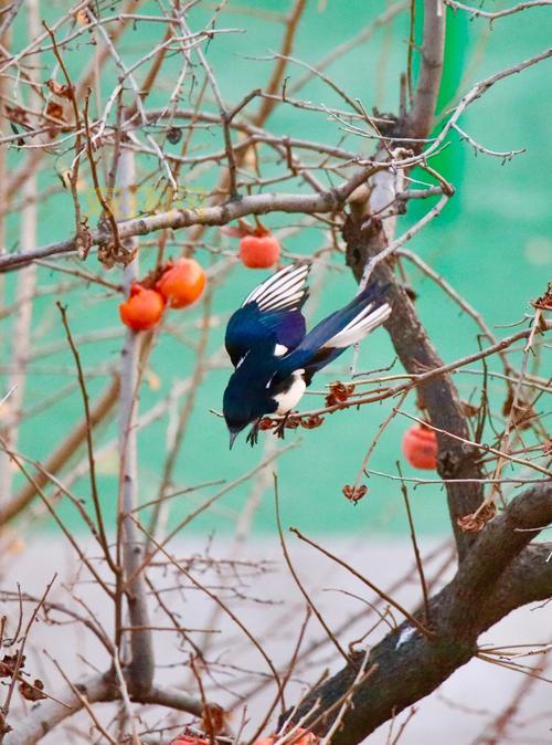 喜鹊树手机影院安全吗？会不会有病毒啊？
