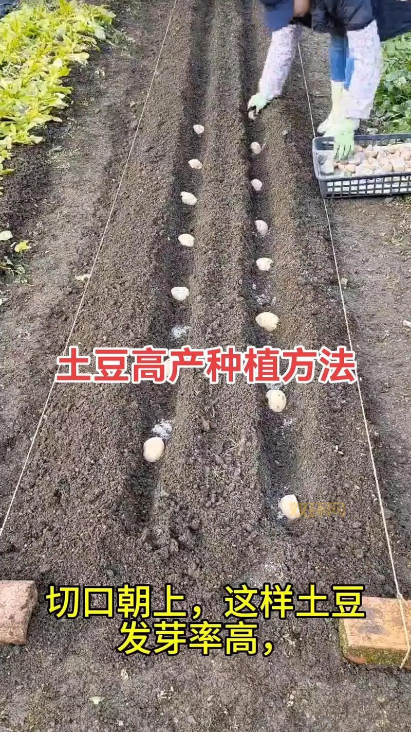 学习起凡群雄逐鹿土豆打法？掌握土豆核心技巧轻松上分。