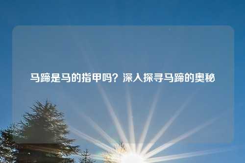 马蹄是马的指甲吗？深入探寻马蹄的奥秘